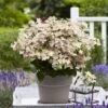 Hortensia Paniculé Switch Ophelia® 1 Hortensia Paniculé Switch Ophelia® -Promos Arbozine Boutique bak 83283 1
