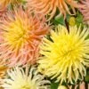 5 Dahlias Star En Mélange -Promos Arbozine Boutique bak 85480 1