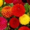 5 Dahlias Pompon En Mélange Ball Bio -Promos Arbozine Boutique bak 85583 1