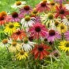 10 Rudbeckias En Mélange -Promos Arbozine Boutique bak 85604 1