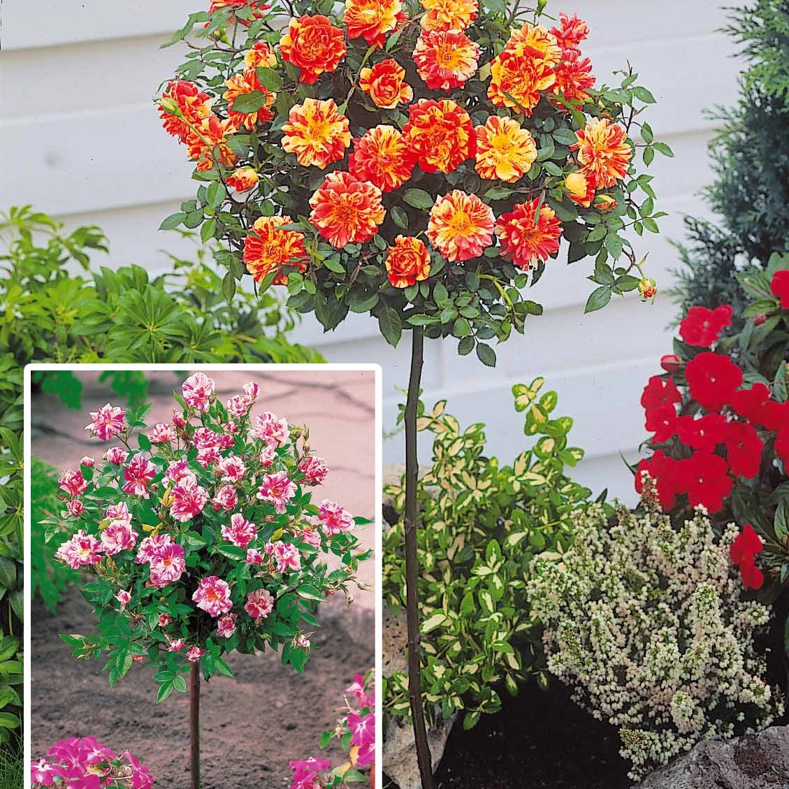 Collection De 2 Mini-rosiers Sur Tiges Armida Et Mousha 2 Collection De 2 Mini-rosiers Sur Tiges Armida Et Mousha