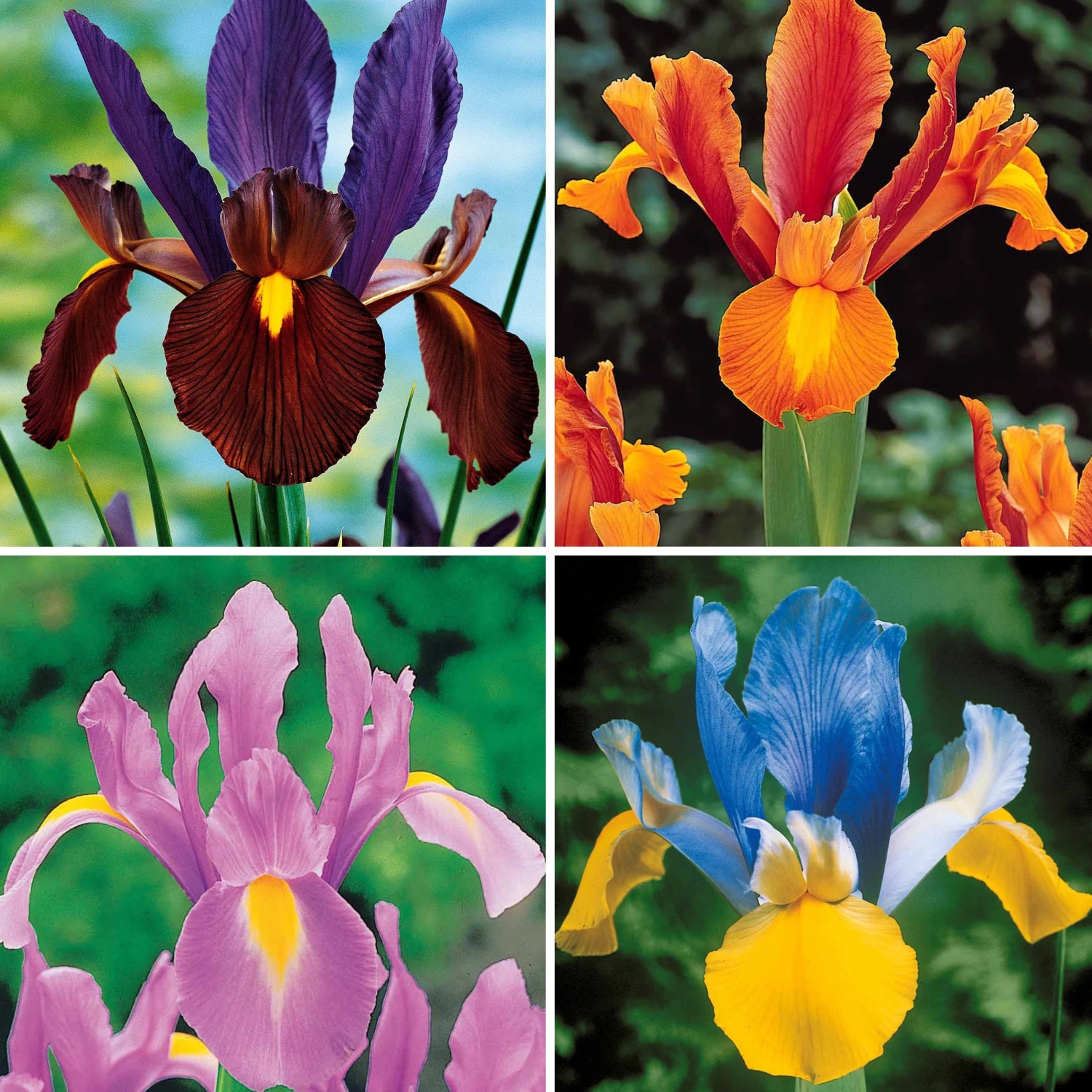 40 Iris De Hollande Colorés En Mélange 3 40 Iris De Hollande Colorés En Mélange