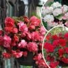 9 Bégonias Parfumées En Mélange -Promos Arbozine Boutique col 103808 5