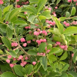 Fusain De Chine Euonymus Phellomanus