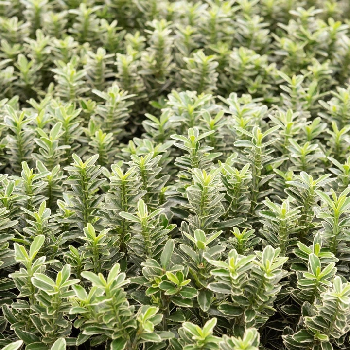 3 Fusains Persistants Emerald And Gold 3 3 Fusains Persistants Emerald And Gold