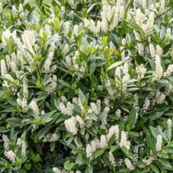 Laurier-Cerise Laurier Palme Otto Luyken