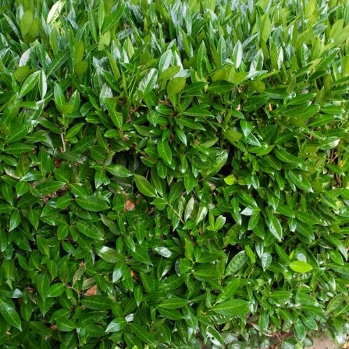 Laurier-Cerise Laurier Palme Otto Luyken 4 Laurier-Cerise Laurier Palme Otto Luyken â Image 2