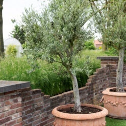 Olivier Grand Sujet -Promos Arbozine Boutique hor 112174 3