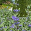 Caryopteris Heavenly Blue -Promos Arbozine Boutique hor 44237 6 1700230791450