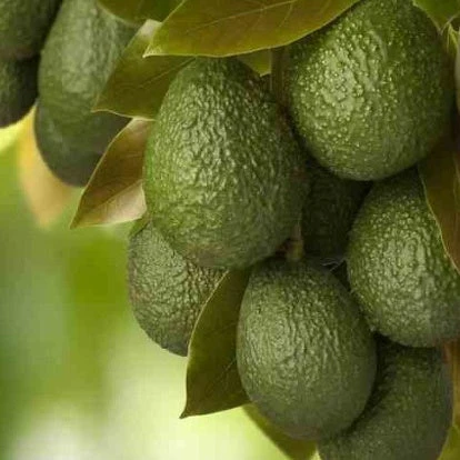 Avocatier 'Hass' 3 Avocatier 'Hass'