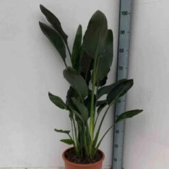 Oiseau Du Paradis Strelitzia -Promos Arbozine Boutique jar 106879 2 1702998084494