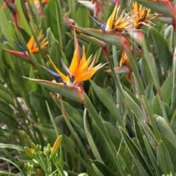 Oiseau Du Paradis Strelitzia -Promos Arbozine Boutique jar 106879 3 1702998089192