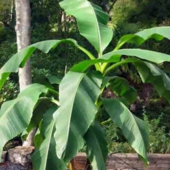 Bananier Du Japon 'Sakhalin' -Promos Arbozine Boutique jar 107142 1