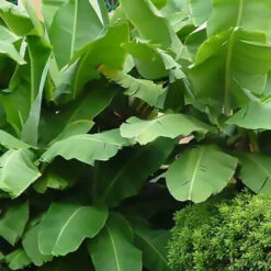 Bananier Du Japon 'Sakhalin' -Promos Arbozine Boutique jar 107142 5