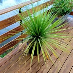 Promos Arbozine Boutique -Promos Arbozine Boutique laf 103619 2