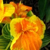 Canna Tropicanna Gold -Promos Arbozine Boutique laf 104684 1