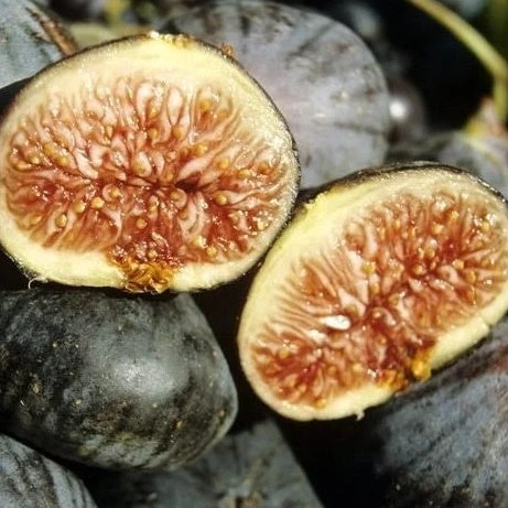 Figuier Violette De Solliès 3 Figuier Violette De Solliès – Image 2