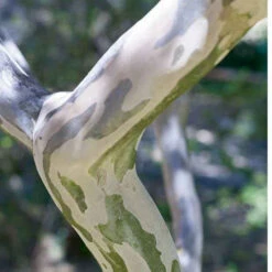 Lilas Des Indes Petit Pink -Promos Arbozine Boutique lil 101069 2 1706101431011