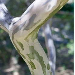 Lilas Des Indes Eveline -Promos Arbozine Boutique lil 101334 5