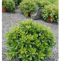 Pittosporum Tobira ânanaâ