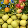 Collection De Pommiers : Reine De Reinettes, Cox's, Golden Delicious -Promos Arbozine Boutique mon 104652 4