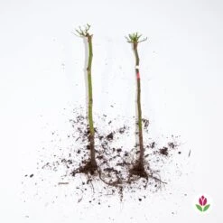 Collection De 2 Mini-rosiers Sur Tiges Armida Et Mousha 8 Collection De 2 Mini-rosiers Sur Tiges Armida Et Mousha -Promos Arbozine Boutique qlz 103789 4 1706093561197