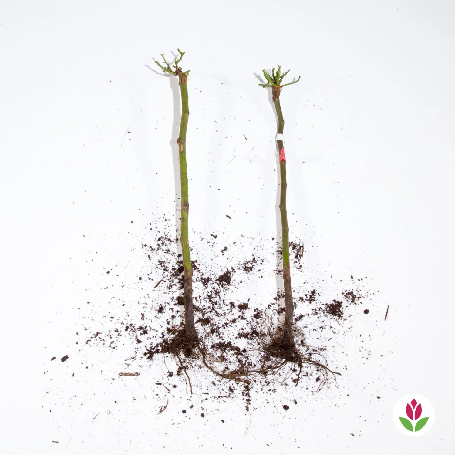 Collection De 2 Mini-rosiers Sur Tiges Armida Et Mousha 5 Collection De 2 Mini-rosiers Sur Tiges Armida Et Mousha – Image 4