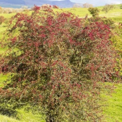 Aubépine -Promos Arbozine Boutique rav 103179 3 1705584099407