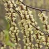 Stachyurus Chinensis Joy Forever -Promos Arbozine Boutique rav 103560 1