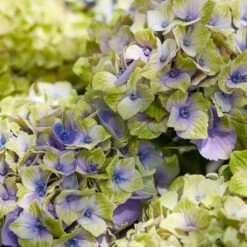 Hortensia Jewel -Promos Arbozine Boutique rav 44447 4