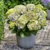 Hortensia Jewel 1 Hortensia Jewel -Promos Arbozine Boutique rav 44447 6 1704724984860