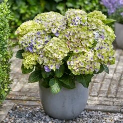 Hortensia Jewel