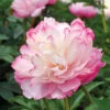 Pivoine Lactiflora Joker -Promos Arbozine Boutique ree 103363 1
