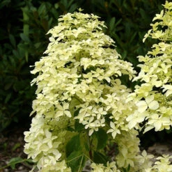 Hortensia Paniculé Dentelle De Gorron ® -Promos Arbozine Boutique ren 100542 6