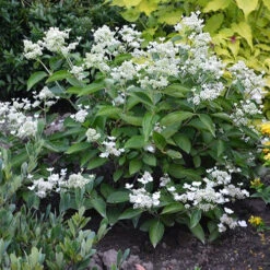 Hortensia Paniculé Prim'White® Dolprim -Promos Arbozine Boutique ren 101468 5 1706106893330