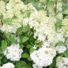 Hortensia Paniculé Diamantino® -Promos Arbozine Boutique ren 101471 2 1706107922131