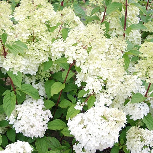 Hortensia Paniculé Diamantino® 3 Hortensia Paniculé Diamantino®
