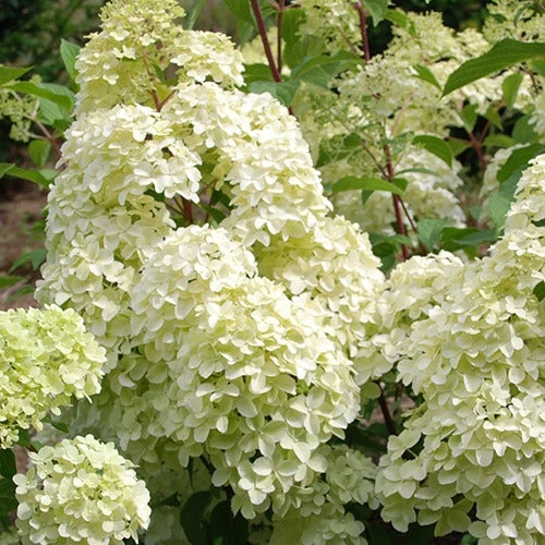 Hortensia Paniculé Diamantino® 4 Hortensia Paniculé Diamantino® – Image 2