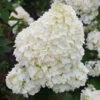 Hortensia Paniculé Dolly -Promos Arbozine Boutique ren 101477 2 1706108361154