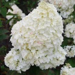 Hortensia Paniculé Dolly