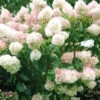 Hortensia Paniculé Phantom -Promos Arbozine Boutique ren 101483 2