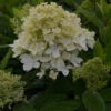 Hortensia Paniculé Magical® Sweet Summer -Promos Arbozine Boutique ren 101490 2 1706541787431