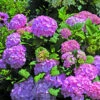 Hortensia So Long® Rosy -Promos Arbozine Boutique ren 101520 2 1706541909141