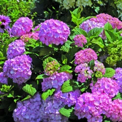 Hortensia So Long® Rosy