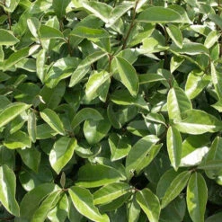 Eleagnus -Promos Arbozine Boutique ren 90366 9 1700140158281