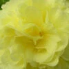 3 Roses Trémière Double Jaune -Promos Arbozine Boutique vds 101616 2 1706113422162