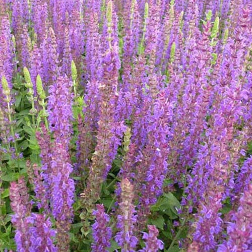 3 Sauge Des Bois Ostfriesland 3 3 Sauge Des Bois Ostfriesland