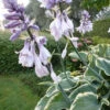 Hosta Sagae -Promos Arbozine Boutique vds 104357 1