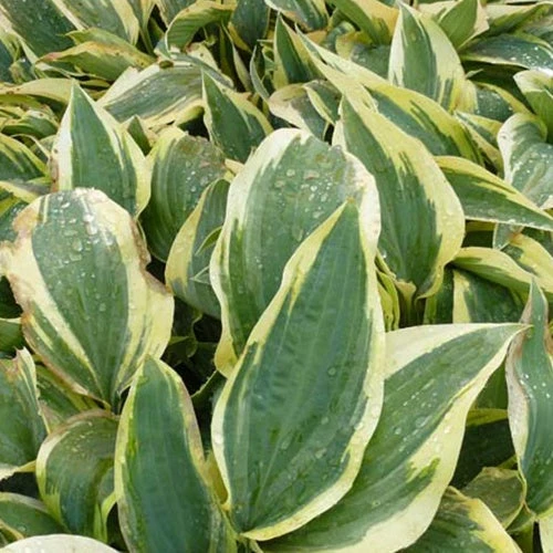 Hosta Wolverine 3 Hosta Wolverine