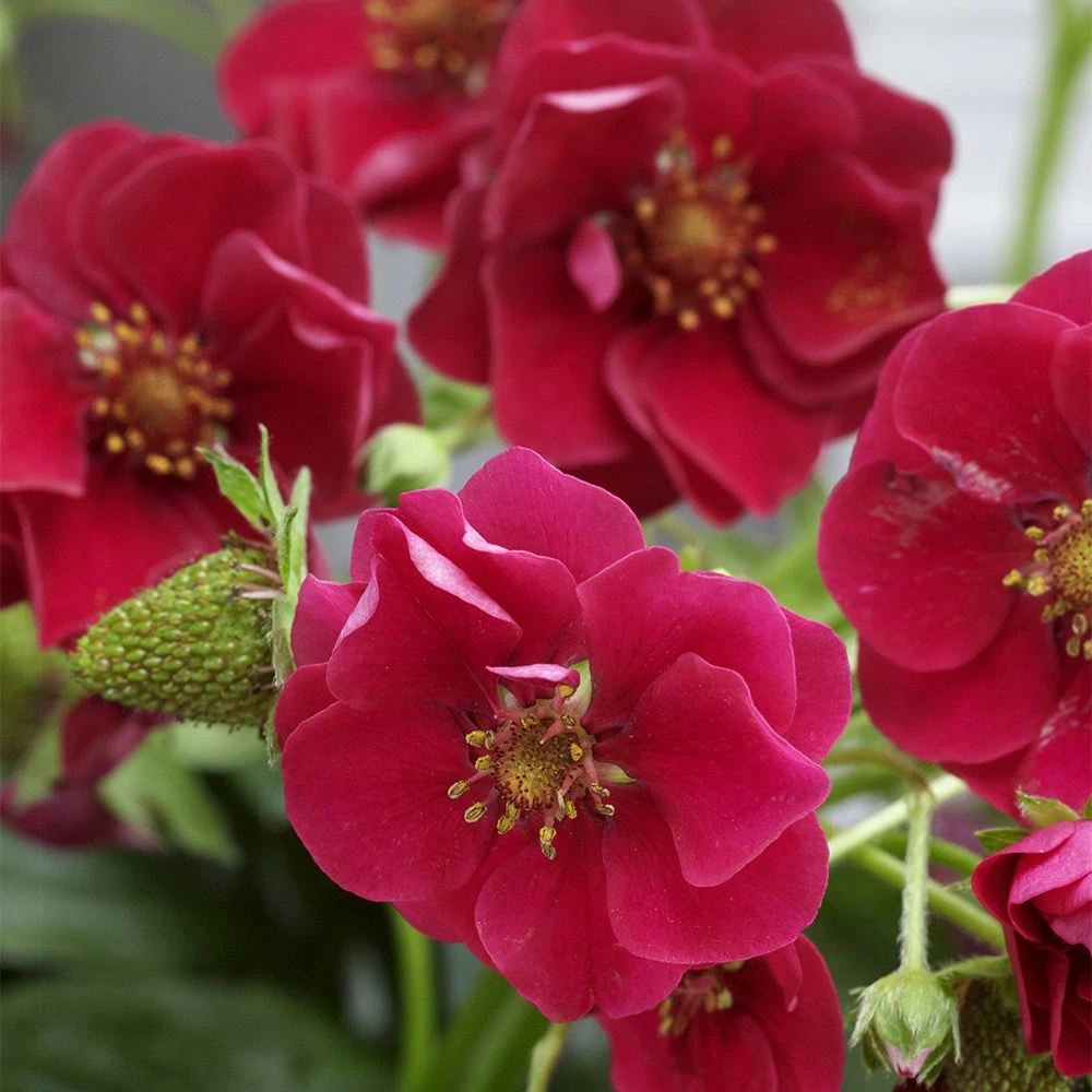 3 Fraisiers Summer Breeze 3 3 Fraisiers Summer Breeze